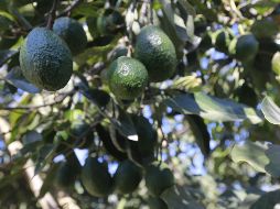El aguacate cayó al quinto lugar de las principales exportaciones de agroproductos mexicanos. EL INFORMADOR/ARCHIVO