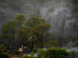 Al hombre se le imputa el delito de ecocidio. ESPECIAL/ Gobierno de Jalisco