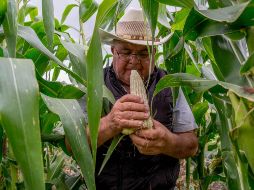 El Gobierno de México a través de la Cofepris está en la posibilidad de autorizar nuevas semillas de maíz biotecnológico y evaluar negociaciones previas. NOTIMEX/Archivo