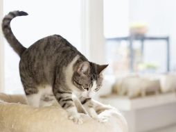 Los gatos mantienen el comportamiento de cachorros hasta la edad adulta. GETTY IMAGES