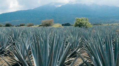 El Paisaje Agavero comprende cinco municipios: El Arenal, Amatitán, Tequila, Magdalena y Teuchitlán. EL INFORMADOR