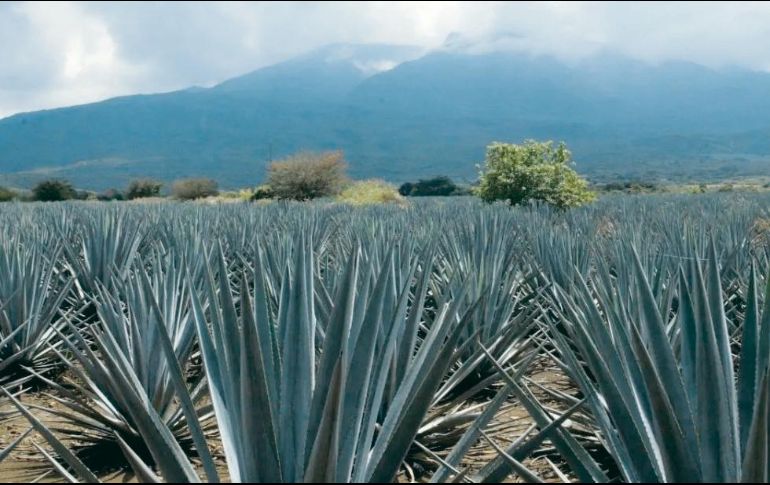 El Paisaje Agavero comprende cinco municipios: El Arenal, Amatitán, Tequila, Magdalena y Teuchitlán. EL INFORMADOR