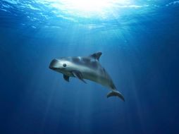 El Presidente señaló que se están cuidado las vaquitas marinas y hay constancia de que se conserva, incluso que se están reproduciendo en los últimos tiempos y que por eso le agradece al presidente Biden. AP / ARCHIVO