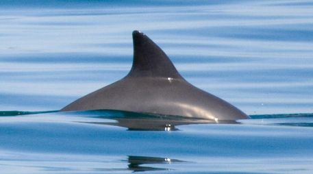 El 18 de julio se conmemora el Día Internacional de la Vaquita Marina, para generar conciencia del peligro en el que está la especie. AP/Archivo