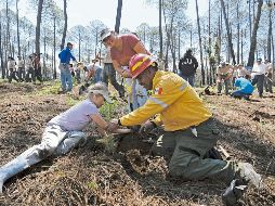 Autoridades comenzaron ayer la reforestación en Tapalpa, debido a los daños provocados por los incendios. ESPECIAL