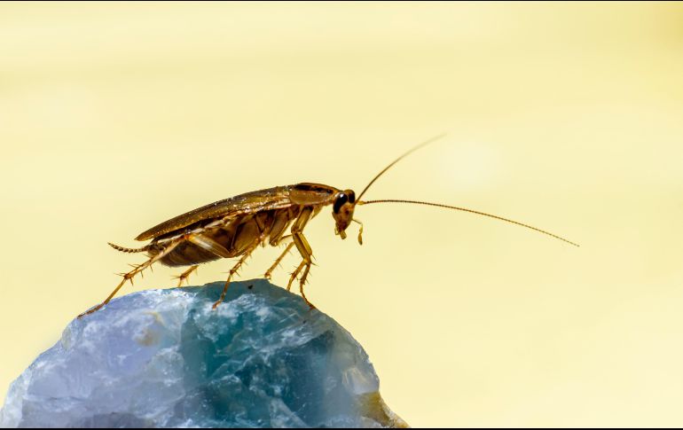 Uno de los insectos más comunes son las cucarachas, las cuales se pueden encontrar en cualquier parte de las calles e incluso dentro de los hogares. ESPECIAL / Erik Karits vía UNSPLASH