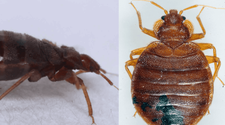 ¿La plaga de chinches comienza a extender más allá de la Ciudad de México? Esto se sabe de la presunta plaga. AP.