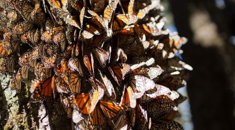 Las mariposas Monarca utilizan varias áreas protegidas federales, parques nacionales, Reservas de la Biosfera. EFE / ARCHIVO