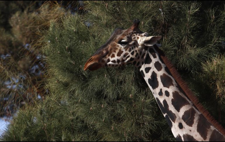 El video de Nirvana Hank ha causado gran indignación en redes sociales. EFE/ L. Torres