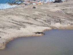 Los cocodrilos de Puerto Vallarta no tienen un apetito insaciable, como comúnmente cree el grueso de la población, acrecentando el mito de que son peligrosos. EL INFORMADOR / O. Álvarez