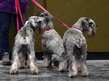 En sus versiones miniatura, estándar o gigante, los Schnauzer son ideales para aquellos que no toleran su ropa llena de pelo de perro. AFP / ARCHIVO