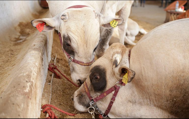 Las exportaciones mexicanas de ganado de bovino en pie y carne de res y sus derivados a Estados Unidos fueron de 3 mil millones de dólares el año pasado. EL INFORMADOR/Archivo
