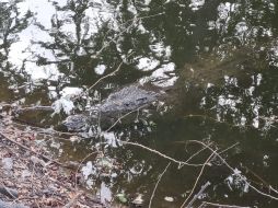 Hoy, medios de Puerto Vallarta dieron cuenta que el cocodrilo fue capturado para su reubicación y se conoce como 