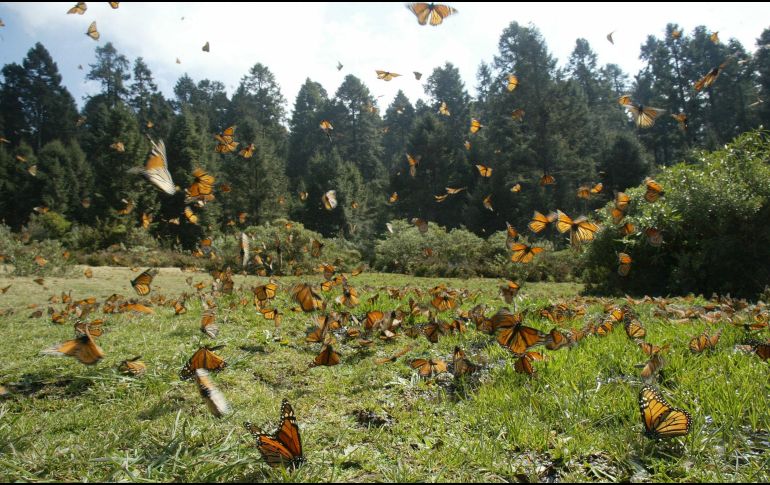 Hoy en día, el Día de la Tierra sigue siendo relevante en un mundo donde el cambio climático, la pérdida de biodiversidad y la contaminación representan desafíos urgentes. EL INFORMADOR / ARCHIVO