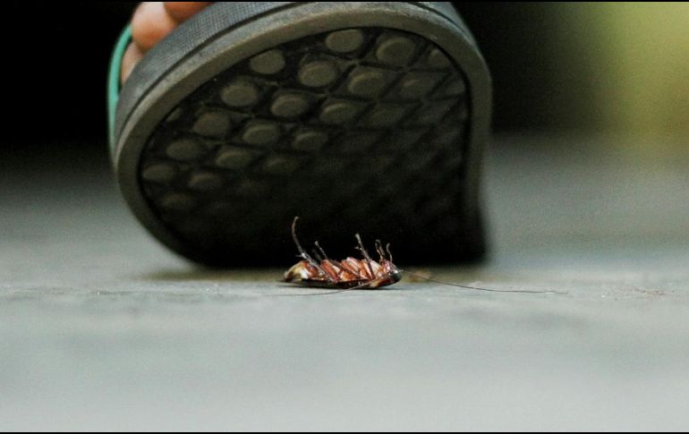 Estos bichos no tienen un hábitat en especial, por lo que pueden vivir prácticamente en cualquier lugar y en cualquier condición climática. ESPECIAL / Foto de Nowshad Arefin en Unsplash