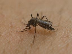 El dengue se transmite a través de la picadura del mosquito Aedes aegypti, no de persona a persona. AP / ARCHIVO