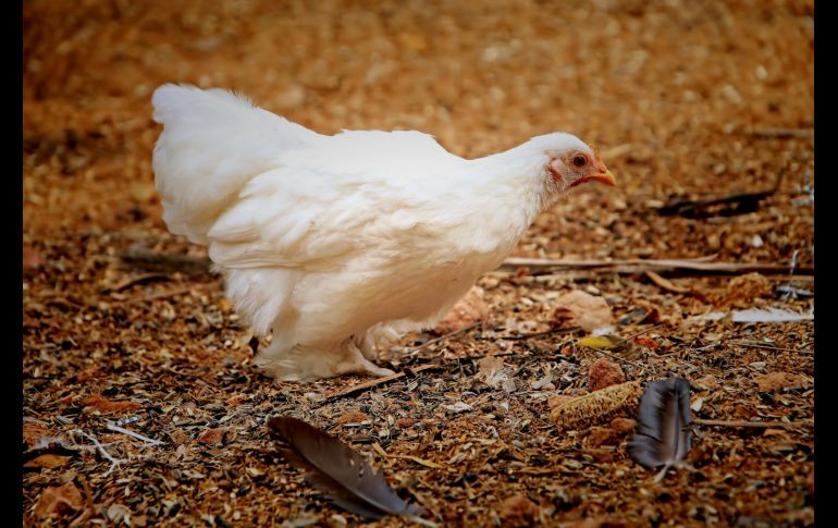 La agencia de la ONU recomendó al público que evite lugares de riesgo como mercados o granjas con animales vivos y aves de corral. Unsplash