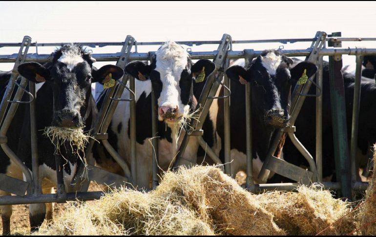 La OMS continúa considerando bajo el riesgo del H5N1 para la salud pública. EFE / ARCHIVO
