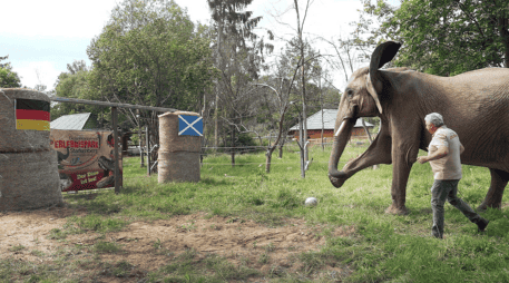 Bubi es un elefante africano que vive en una reserva en Thuringia, Alemania. AP / D. Breidert