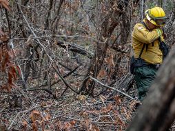 El 95% de los incendios han sido provocados por humanos. EFE/ D. TORO
