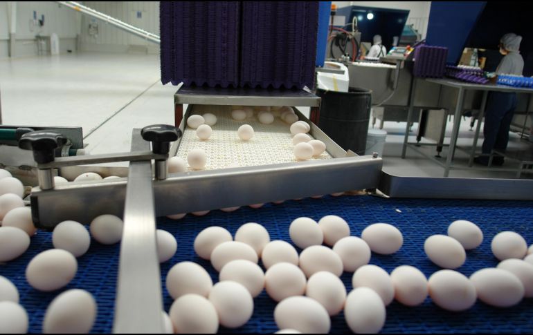 Los volúmenes adicionales de carne de ave y huevo para plato fueron de 106 mil  y 70 mil toneladas, respectivamente.EFE