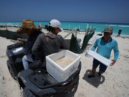 Funcionarios trasladan huevos de tortuga desde una playa para protegerlos de la llegada prevista del huracán 