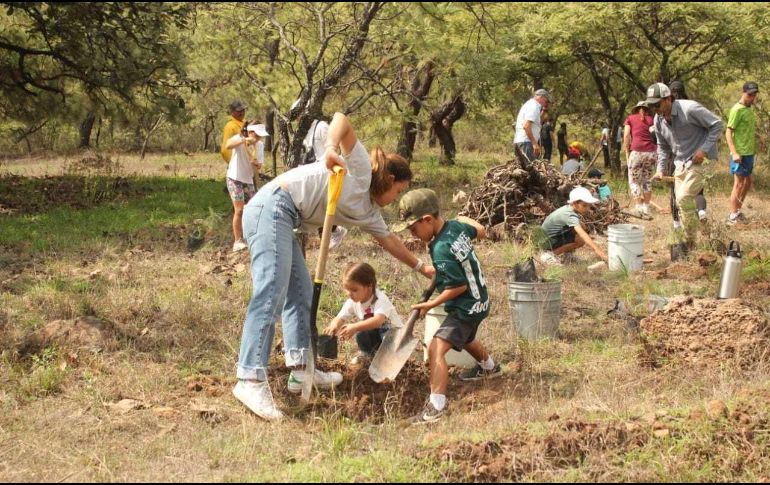 La jornada de reforestación al Bosque de la Primavera en 2024 será en julio y agosto y participarán diversas fundaciones. ESPECIAL