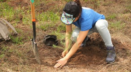 Cuando ocurre un incendio forestal, la zona afectada debe pasar por un proceso de recuperación. CORTESÍA