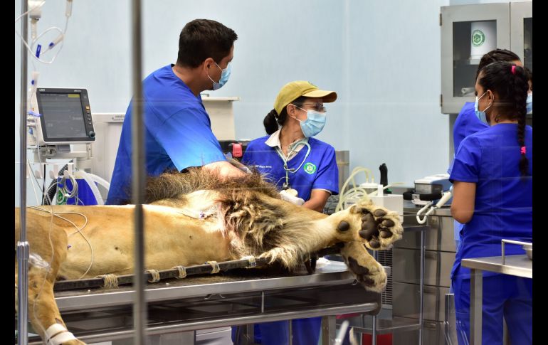 Los visitantes podrán presenciar de cerca las actividades diarias del personal veterinario. FACEBOOK / ZOOLOGICO GUADALAJARA