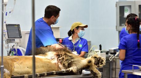 Los visitantes podrán presenciar de cerca las actividades diarias del personal veterinario. FACEBOOK / ZOOLOGICO GUADALAJARA