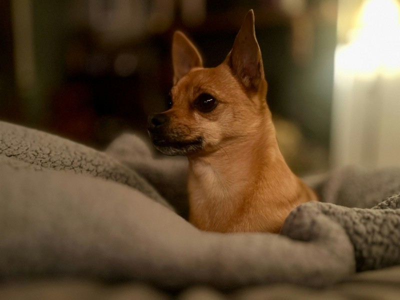   las mantas refrigerantes para perros permiten una disminución de la temperatura que oscila entre los 5 y los 10 grados centígrados. Unsplash