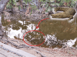 De encontrarse frente a un cocodrilo en Puerto Vallarta, hay que mantener la calma y procurarse una distancia que sea segura. No hay que darles de comer ni arrojarles objetos. EL INFORMADOR / O. Álvarez