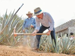 En 1978 la Denominación de Origen del Tequila se registró ante la Organización Mundial de la Propiedad Intelectual y fue en el año de 1994 que se adoptó el modelo de evaluación de la  conformidad con el nacimiento del Consejo Regulador del Tequila