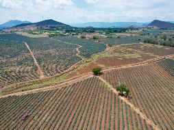 En el 2022 se le otorgó el reconocimiento como la segunda mejor Ruta Gastronómica y en el 2023 obtuvo el reconocimiento como mejor ruta para conocer y vivir.