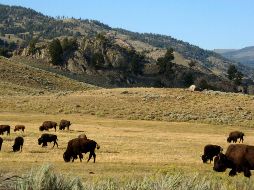 Ayer martes 23 de julio, una explosión hidrotermal se registró en el Parque Nacional de Yellowstone, en Estados Unidos. AP / ARCHIVO