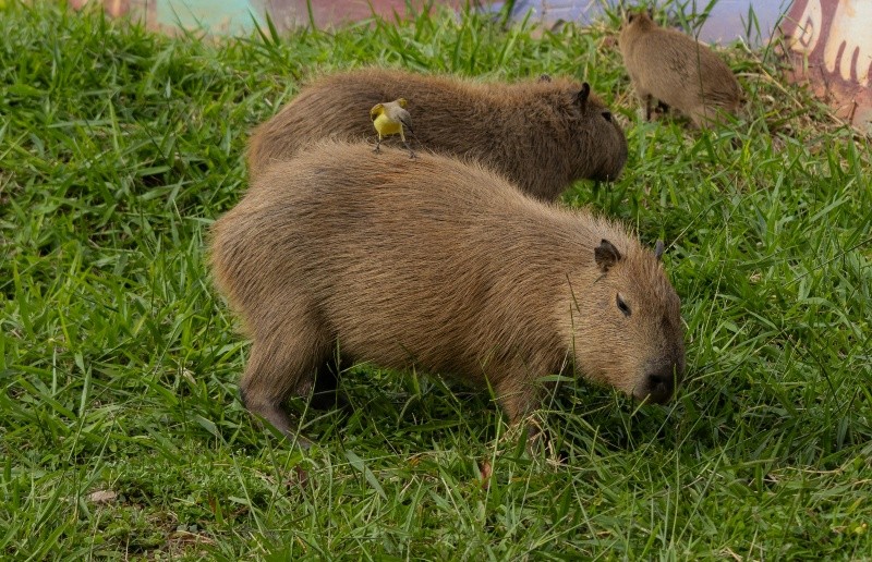 Otros animales no se sienten amenazados por los capibaras que pastan. Pexels 