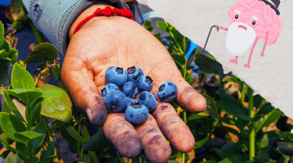 Estos pequeños frutos azules no solo son deliciosos, sino que también están llenos de nutrientes que promueven la salud cerebral.