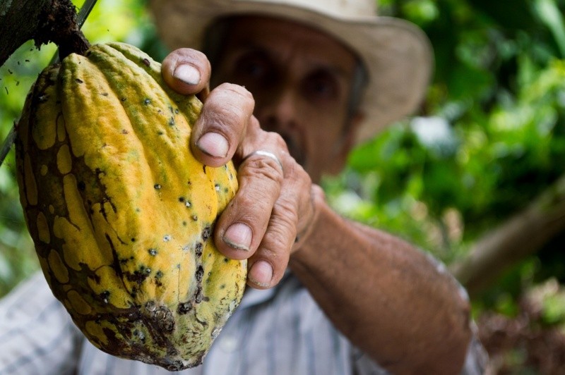 El cacao data, según investigaciones arqueológicas, de hace aproximadamente 5,300 años. PEXELS 