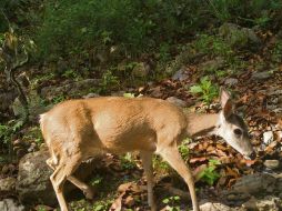 En “Senderos del Bosque” se podrá admirar la rica biodiversidad que habita en La Primavera. CORTESÍA