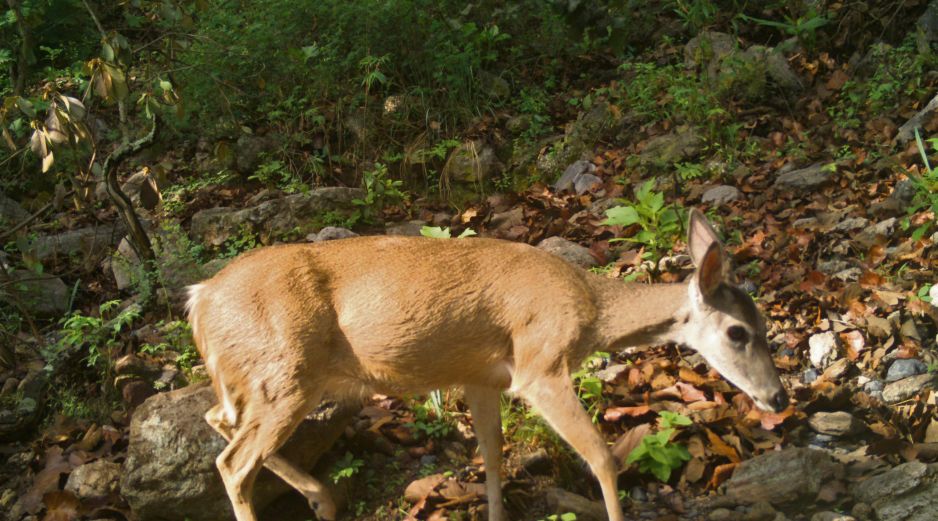 En “Senderos del Bosque” se podrá admirar la rica biodiversidad que habita en La Primavera. CORTESÍA