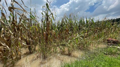 Productores informaron que un total de 55 ejidatarios y más de 160 posesionarios, quienes esperaban cosechar al menos 5 toneladas de maíz por hectárea, han visto frustradas sus expectativas. SUN / M. Sánchez