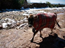 En todos estos municipios no se registran nevadas, sin embargo, aunque han ocurrido, lo más probable es que lleguen a presentarse heladas. EL INFORMADOR / ARCHIVO