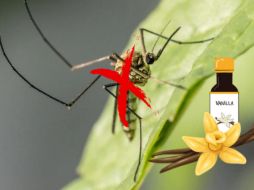 La vainilla es una solución práctica y económica para mantener a los mosquitos a raya en tu hogar. Siguiendo estos métodos, puedes disfrutar de un ambiente libre de estos molestos insectos sin recurrir a químicos agresivos. CANVA