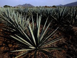 Tequila, uno de los Pueblos Mágicos más bonitos, ofrece amplia variedad de hoteles, restaurantes, y campos de agave para capturar fotos. AFP / ARCHIVO