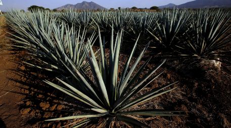 Tequila, uno de los Pueblos Mágicos más bonitos, ofrece amplia variedad de hoteles, restaurantes, y campos de agave para capturar fotos. AFP / ARCHIVO