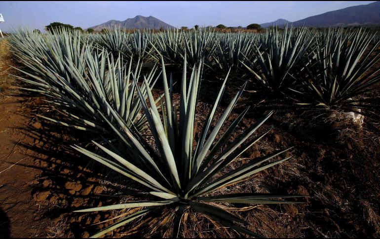 Tequila, uno de los Pueblos Mágicos más bonitos, ofrece amplia variedad de hoteles, restaurantes, y campos de agave para capturar fotos. AFP / ARCHIVO