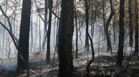 El tiempo de recuperación del ecosistema dañado es de aproximadamente un año. ESPECIAL / Fiscalía de Jalisco