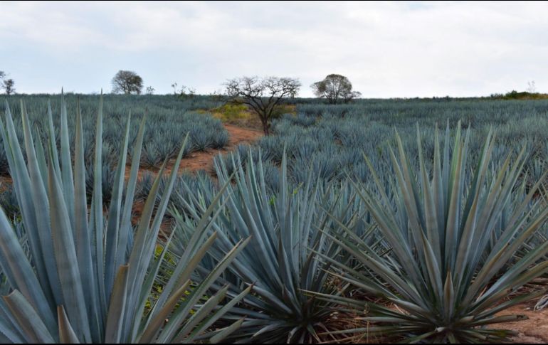 Recientemente se dio a conocer que productores estadounidenses sembraron la planta con la que se produce el tequila y el mezcal ante la sequía y el calor extremo de California. ESPECIAL