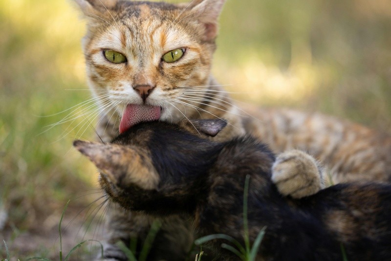  El acicalamiento es un comportamiento normal entre los gatos. Pexels