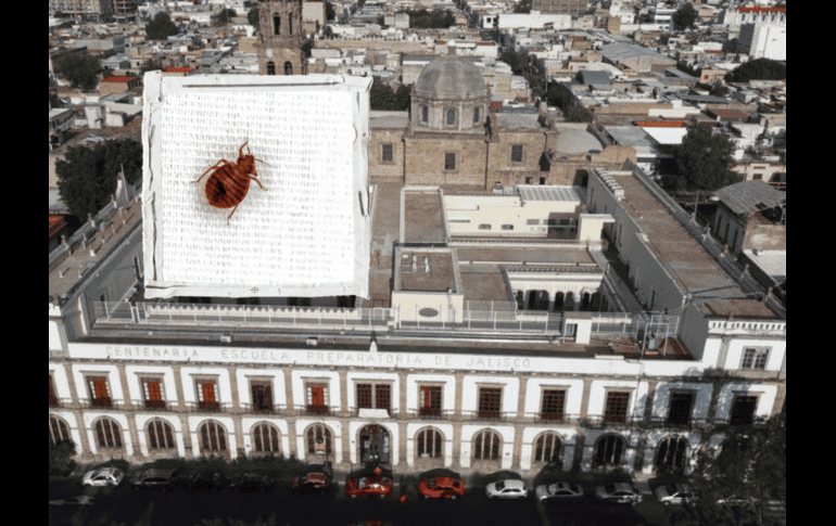 Las chinches pueden trasladarse fácilmente a través de artículos como ropa, equipaje, muebles, cajas y ropa de cama. ESPECIAL